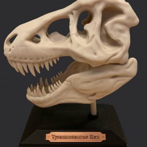 3D Printed T-Rex Skull with Display Stand