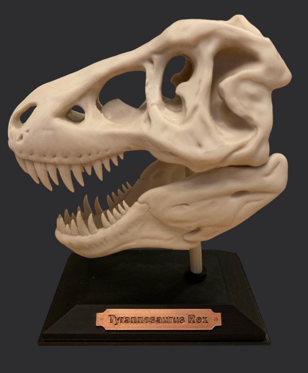 3D Printed T-Rex Skull with Display Stand