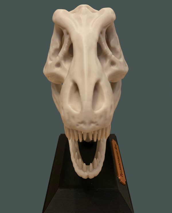 3D Printed T-Rex Skull with Display Stand - Image 2